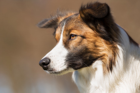 A purebred dog without leash outdoors in the nature on a sunny day.の写真素材