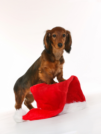 Purebred brown longhaired dachshund dog isolated on white background in studio with Santa Claus hat.の写真素材