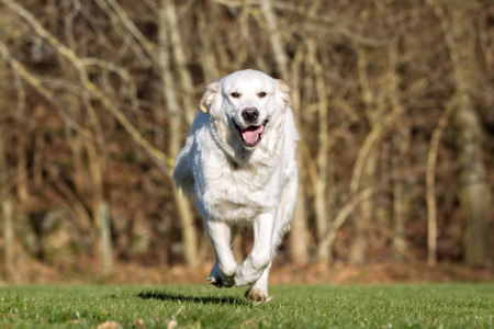 A purebred golden retriever dog running without leash outdoors in the nature on a sunny day.