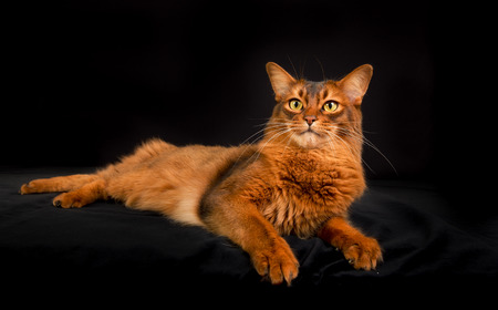 Pedigree orange Somali cat photographed indoors in studio on black background.の写真素材