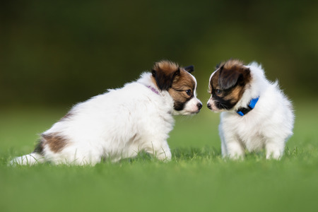 Two young purebred brown and white papillon continental toy spaniel dog puppies playing outdoors on grass on a sunny summer day.の写真素材