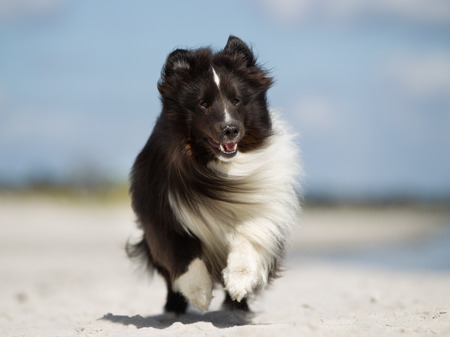 A purebred Shetland Sheepdog running without leash outdoors in the nature on a sunny day.の写真素材