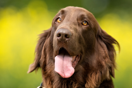 Purebred dog outdoors in the nature on grass meadow on a summer day.の写真素材