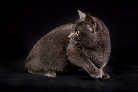Pedigree Korat cat photographed indoors in studio on black background.の写真素材