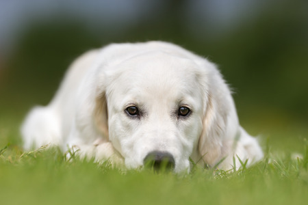 Purebred golden retriever dog outdoors in the nature on grass meadow on a summer day.