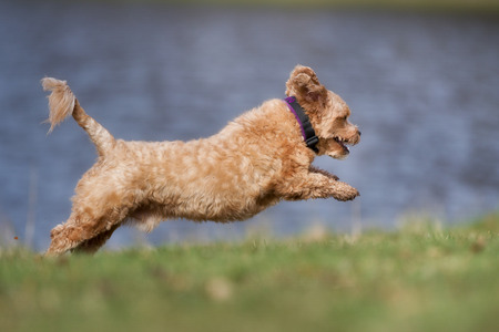 A mixed breed dog without leash outdoors in the nature on a sunny day.の写真素材