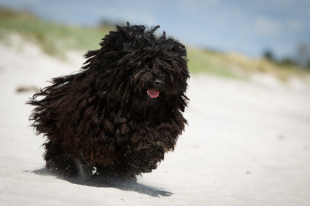 A purebred Puli dog without leash outdoors in the nature on a sunny day.の写真素材