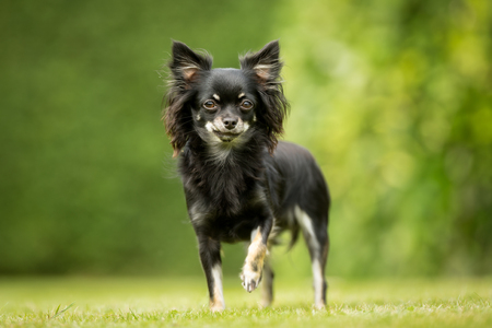 Purebred adult dog outdoors in the nature on a sunny day during late spring and early summer.の写真素材