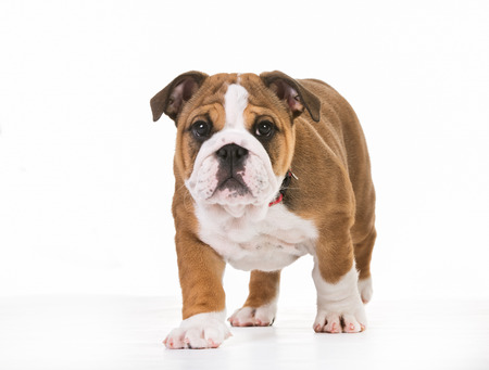 Young purebred dog indoors in studio on white background.の写真素材