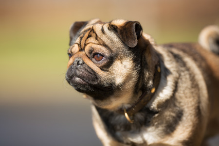 A purebred Mops dog without leash outdoors in the nature on a sunny day.の写真素材