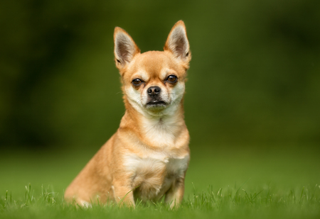 Purebred adult dog outdoors in the nature on a sunny day during late spring and early summer.の写真素材