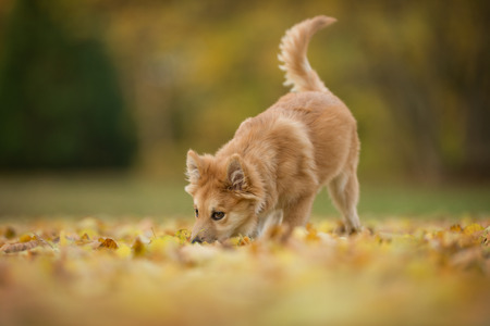 Purebred dog puppy outdoors in the nature on sunny summer day.の写真素材
