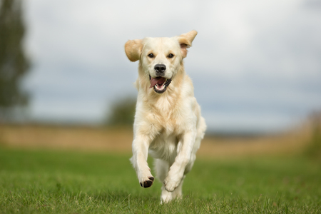 Purebred adult dog outdoors in the nature on a sunny day during late spring and early summer.の写真素材
