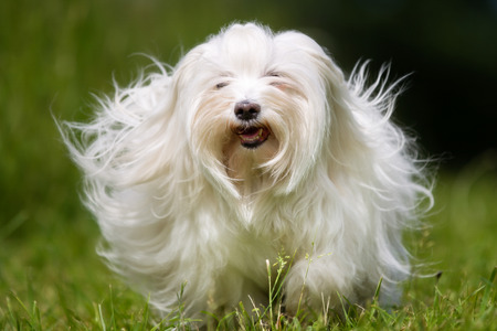 White purebred longhaired dog running towards the camera on grass meadow.