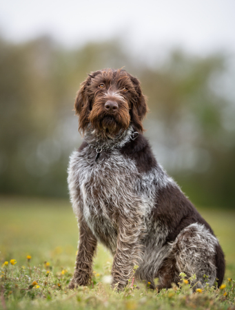 A purebred german wirehaired pointer dog without leash outdoors in the nature on a sunny day.