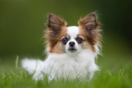 Small dog outdoors in the nature on grass meadow on a summer day.の写真素材