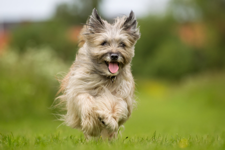 Happy and smiling dog running outdoors in the nature on a sunny summer day with the dog tongue sticking out.の写真素材
