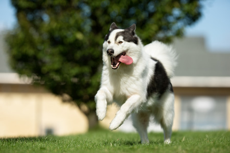 Purebred adult dog outdoors in the nature on a sunny day during late spring and early summer.の写真素材