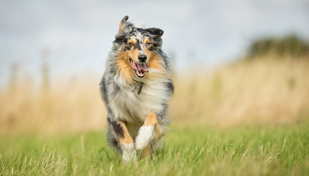 Purebred adult dog outdoors in the nature on a sunny day during late spring and early summer.の写真素材