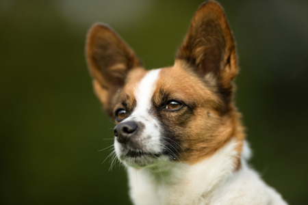 Purebred adult dog outdoors in the nature on a sunny day during late spring and early summer.の写真素材