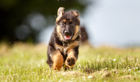 Healthy purebred dog photographed outdoors in the nature on a sunny day.の写真素材