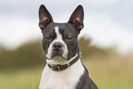 Healthy purebred dog photographed outdoors in the nature on a sunny day.の写真素材