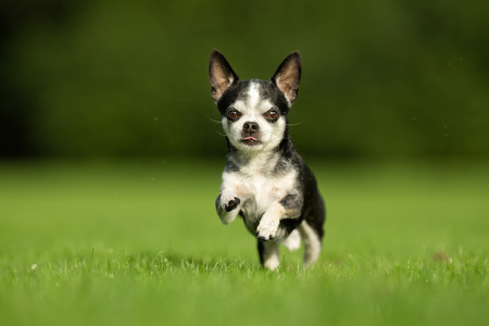 Purebred adult dog outdoors in the nature on a sunny day during late spring and early summer.の写真素材