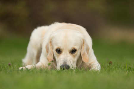 Purebred adult dog outdoors in the nature on a sunny day during late spring and early summer.の写真素材