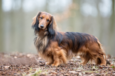 Healthy purebred dog photographed outdoors in the nature on a sunny day.の写真素材
