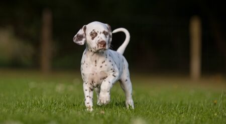 Healthy purebred dog photographed outdoors in the nature on a sunny day.の写真素材