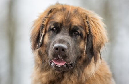 Healthy purebred dog photographed outdoors in the nature on a sunny day.の写真素材