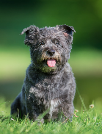 Healthy purebred dog photographed outdoors in the nature on a sunny day.の写真素材