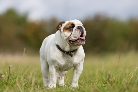 Healthy purebred dog photographed outdoors in the nature on a sunny day.の写真素材