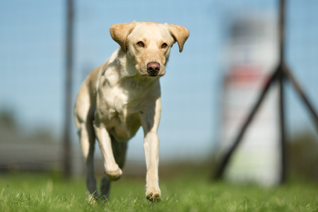 Purebred adult dog outdoors in the nature on a sunny day during late spring and early summer.の写真素材