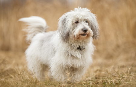 Healthy purebred dog photographed outdoors in the nature on a sunny day.の写真素材