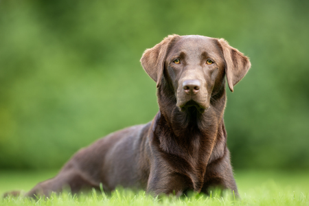 Purebred adult dog outdoors in the nature on a sunny day during late spring and early summer.の写真素材