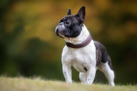 Healthy purebred dog photographed outdoors in the nature on a sunny day.の写真素材