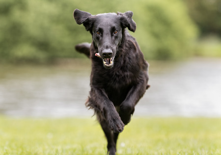 Healthy purebred dog photographed outdoors in the nature on a sunny day.の写真素材