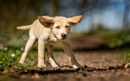 Healthy purebred dog photographed outdoors in the nature on a sunny day.の写真素材