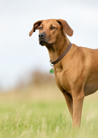 Purebred adult dog outdoors in the nature on a sunny day during late spring and early summer.の写真素材