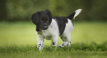 Healthy purebred dog photographed outdoors in the nature on a sunny day.の写真素材
