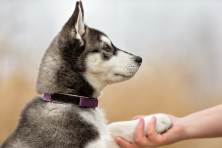 Healthy purebred dog photographed outdoors in the nature on a sunny day.の写真素材
