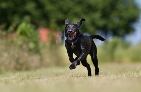 Healthy purebred dog photographed outdoors in the nature on a sunny day.の写真素材