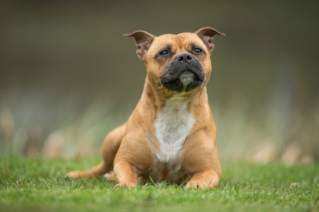 Healthy purebred dog photographed outdoors in the nature on a sunny day.の写真素材