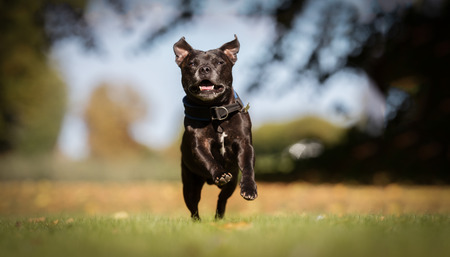 Healthy purebred dog photographed outdoors in the nature on a sunny day.の写真素材