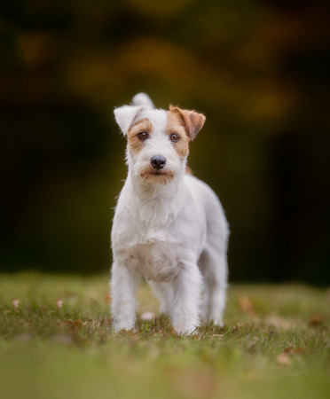 Healthy purebred dog photographed outdoors in the nature on a sunny day.の写真素材