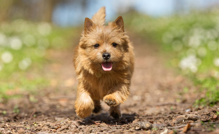 Healthy purebred dog photographed outdoors in the nature on a sunny day.の写真素材