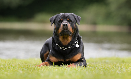 Healthy purebred dog photographed outdoors in the nature on a sunny day.の写真素材