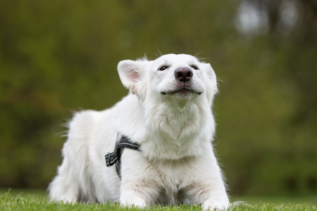 Healthy purebred dog photographed outdoors in the nature on a sunny day.