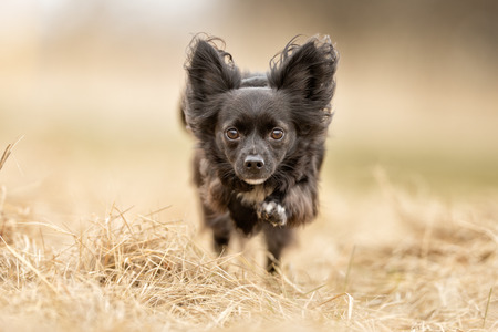 Healthy purebred dog photographed outdoors in the nature on a sunny day.の写真素材